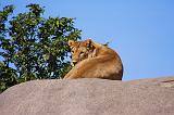 TANZANIA - Serengeti National Park - Leonessa su Kopjies - 02